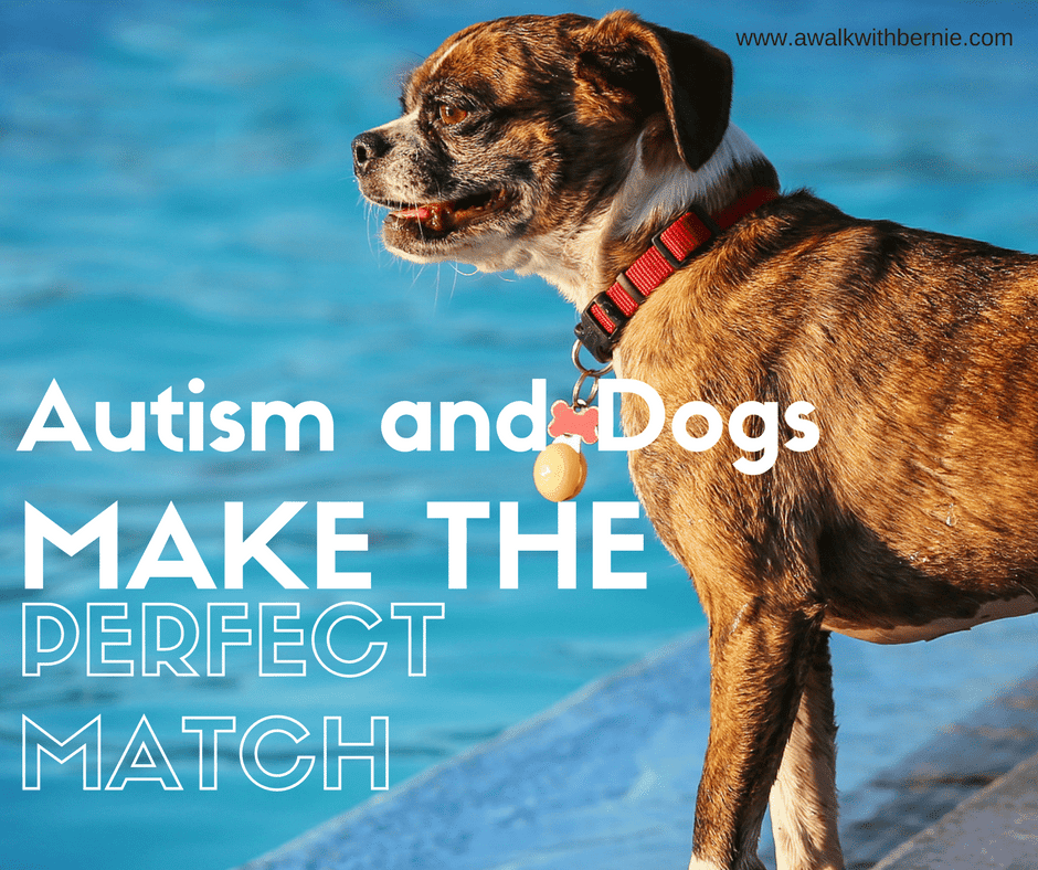 April Autism Awareness, service dogs, Dogs, Jumping for Joy program ...