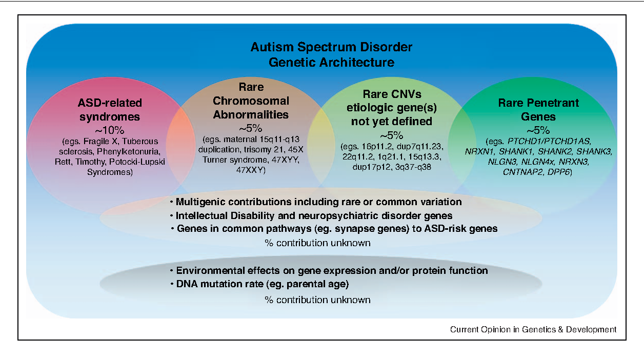 Autism Genetic Disorder