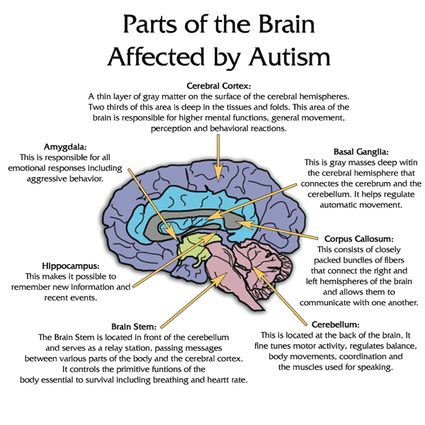 Autistically Beautiful : Parts of the Brain Affected by Autism