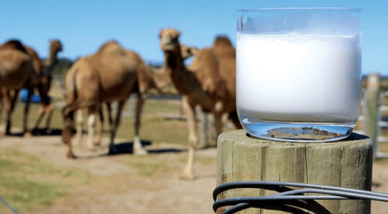Camel Milk Autism: How Does It Really Help
