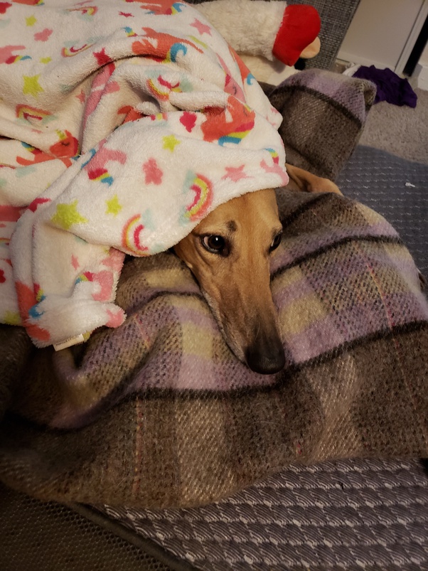 Do Greyhounds like to cuddle?
