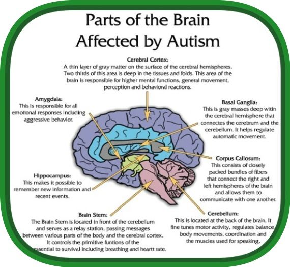 Here are just a few that are often used to treat autistic ...