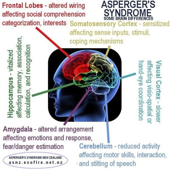 How do aspie brains differ from neurotypical brains?