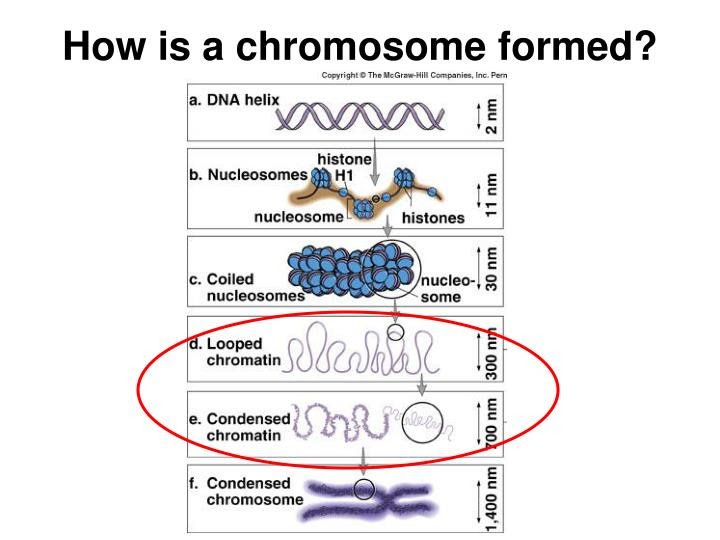 How Many Chromosomes Do Human Cells Have