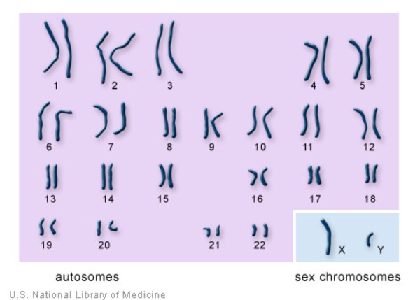 How many chromosomes do people have?: MedlinePlus Genetics