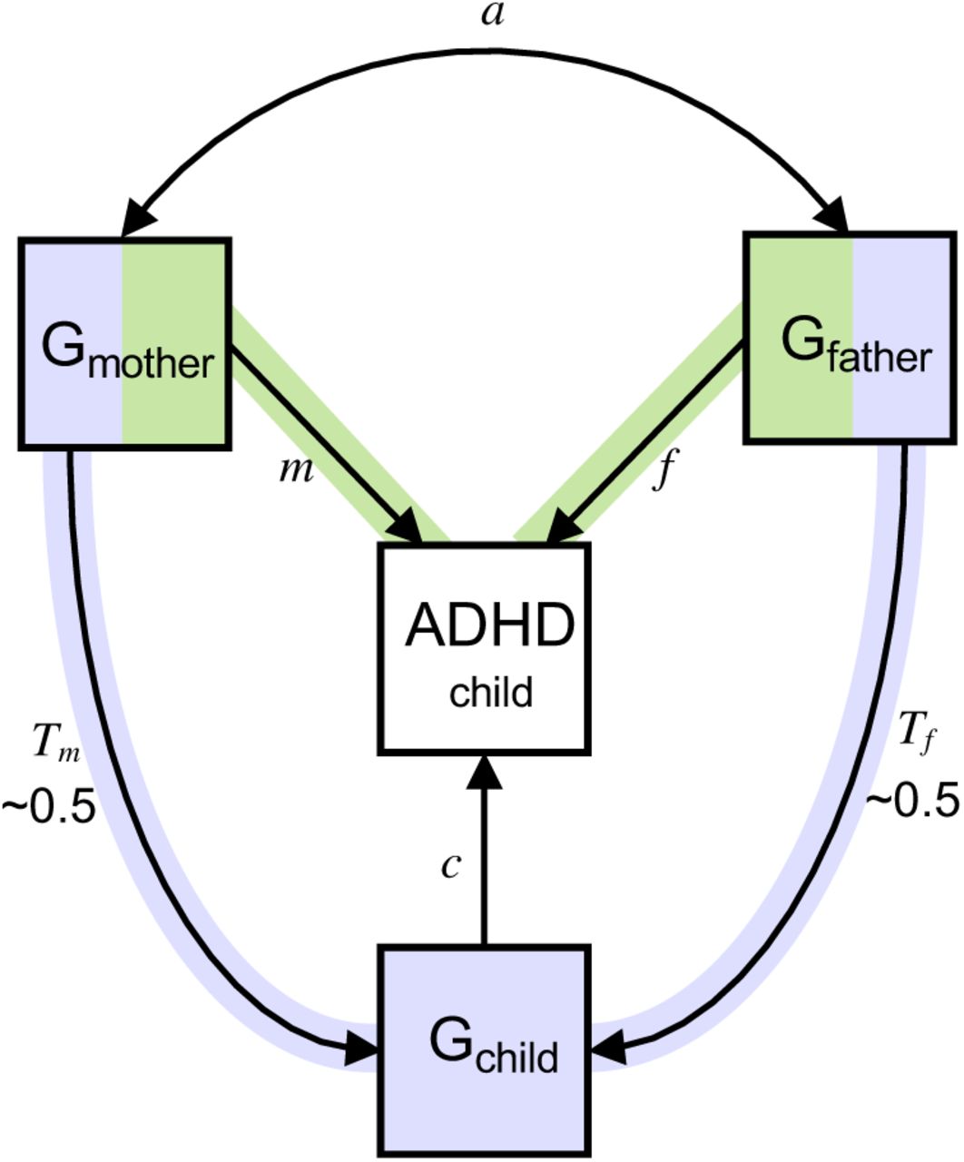 Identifying intergenerational risk factors for ADHD symptoms using ...